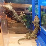 tokay pair 1 small.jpg