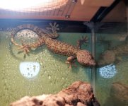 tokay pair male (2).JPG