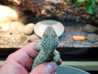 tokay F2 male Oct fauna.jpg