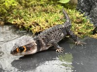 croc1.jpg