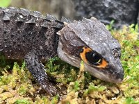 croc3.jpg