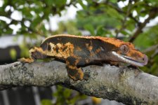 DSC_0149.jpg
