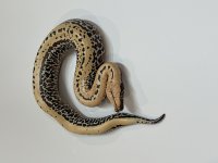 IMG_9981.jpg