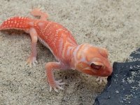 Albino Male #802.jpg