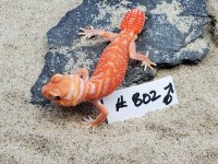 Albino Male 802, 9g.jpg