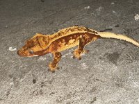 IMG_0789.jpg