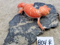 Albino Female 804, 14g.jpg
