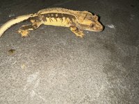 IMG_0769.jpg