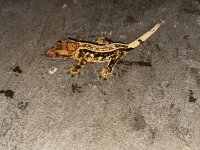 IMG_0782.jpg