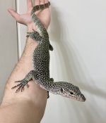 sorong indicus male.jpg