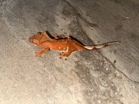 IMG_0739.jpg