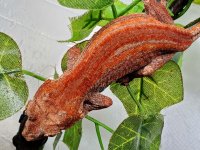 #52522GA Male 22g pic-4.jpg