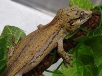 #42022GR-B  21g Female.jpg