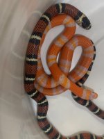 Hondo albino and black milk.jpg