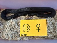 Mexican Black King D Female.jpg