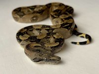 9B0E343C-A23D-4B7A-A4D4-A0871C26BC5D.jpg