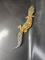 FEMALE SPOTS.jpg