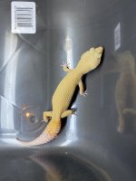 YELLOW FEMALE.jpg