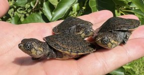 hatchling erymnochelys.jpg