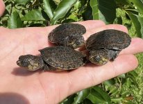 hatchling erymnochelys 2.jpg
