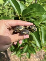 hatchling erymnochelys 3.jpg
