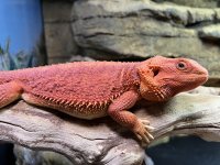 IMG_3739.jpg
