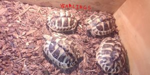 Inkedyearlings 03-2023b.jpg