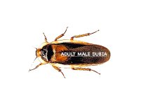 Adult Male dubia.jpg