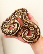 FEC22E2B-11C2-4703-9830-EE3D7038556E.jpeg