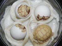 DSCN4236.jpg