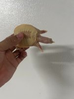 albino chinese softshell well startes.jpg