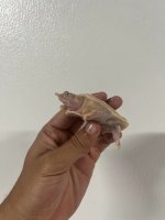 albino chinese softshell well started 1.jpg