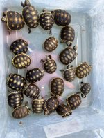 Hatchling redfoots.jpg