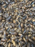 Mixed DUBIA.jpg