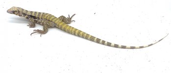 Albino_7a7520db-8452-4825-803f-be1fa0f0771c (1).jpg