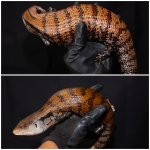 skink1.jpg