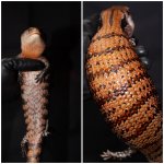 skink.jpg