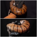 skink2.jpg