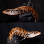 skink3.jpg