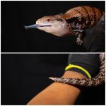 skink4.jpg