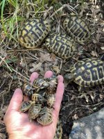 dalmatian hatchlings.jpg