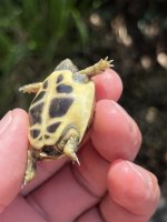dalmatian hermann's inguinal 2.jpg