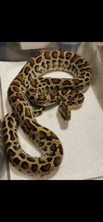 Female 6.jpg