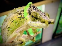 IMG_2662.jpg