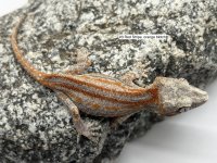IMG_3727.jpg