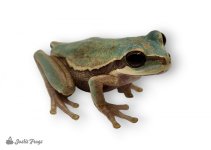 Masked Tree Frog - Smilisca phaeota-15.jpg