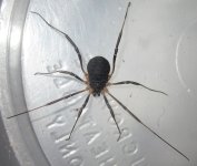Eumesosoma#8.jpg