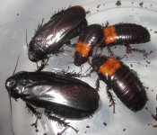 P.a.cognataCambodia2022#8.jpg