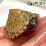 baby-razorback-musk-turtle-300x300.jpg