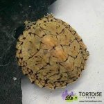 real-turtles-for-sale-300x300.jpg